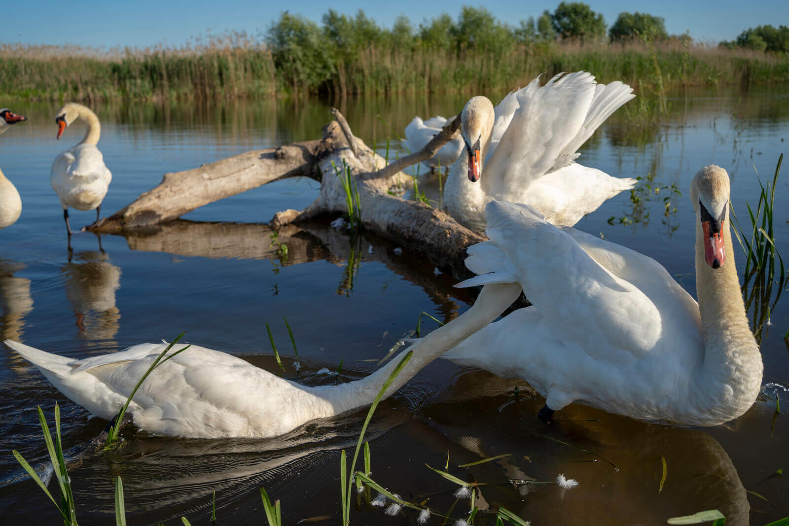 Лебедь-шипун (Cygnus olor)