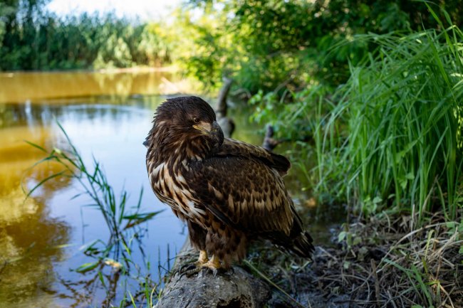 Орлан-белохвост (Haliaeetus albicilla) *