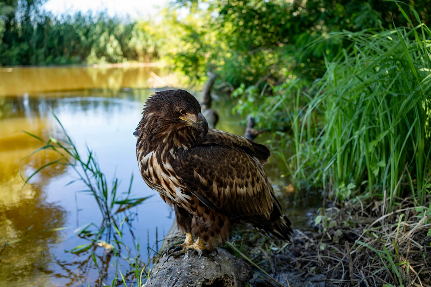 Орлан-белохвост (Haliaeetus albicilla) *