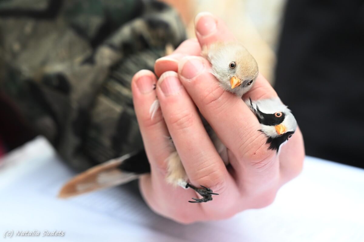 Проведение промеров и взвешивания