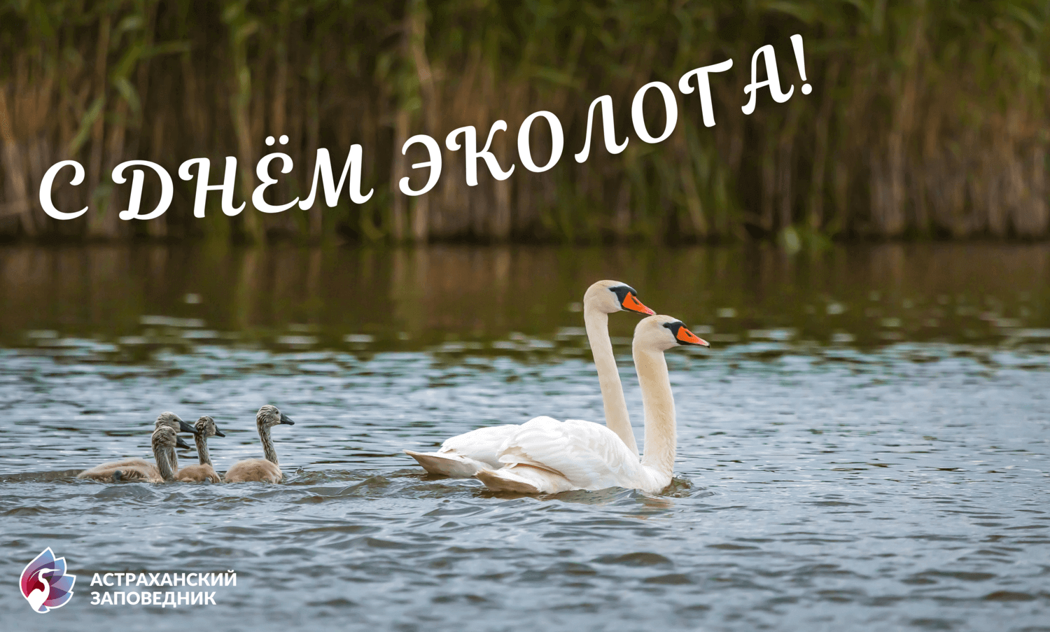 С Днём Эколога! – Астраханский биосферный заповедник