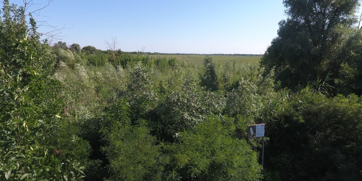 Ивовый лес, высаженный на Дамчикском участке в рамках проекта Маракуйя Глобал