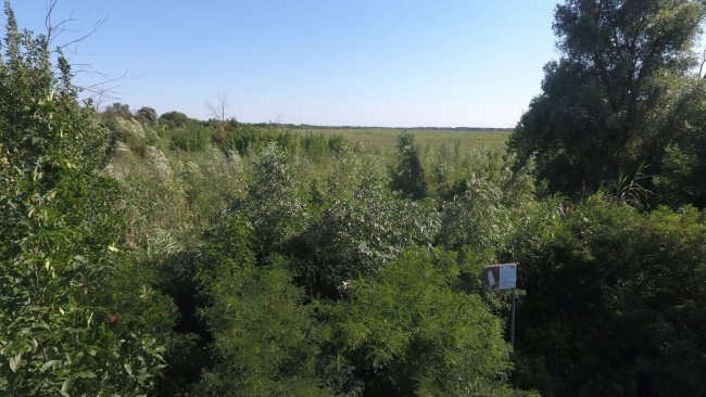 Ивовый лес, высаженный на Дамчикском участке в рамках проекта Маракуйя Глобал