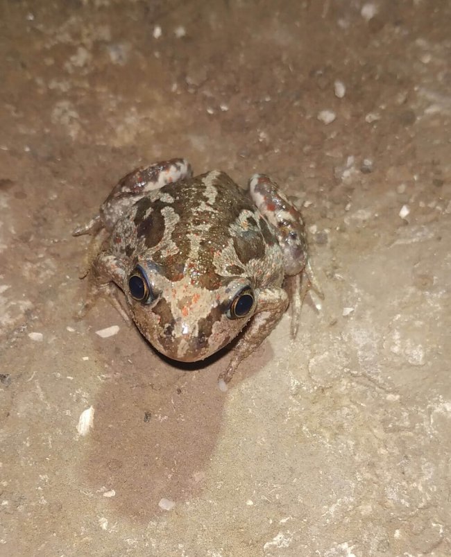 чесночница