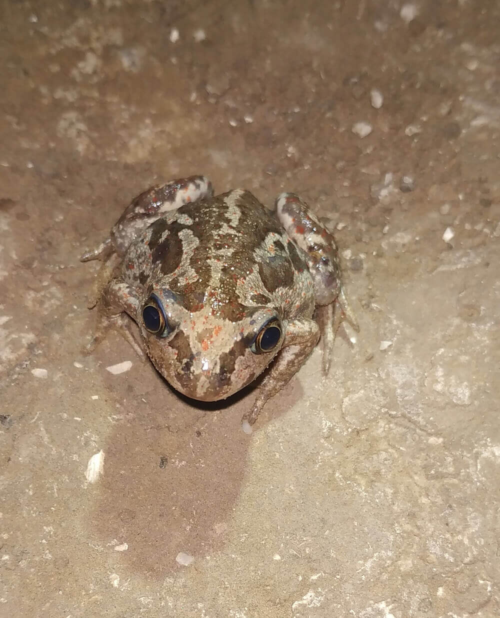 чесночница