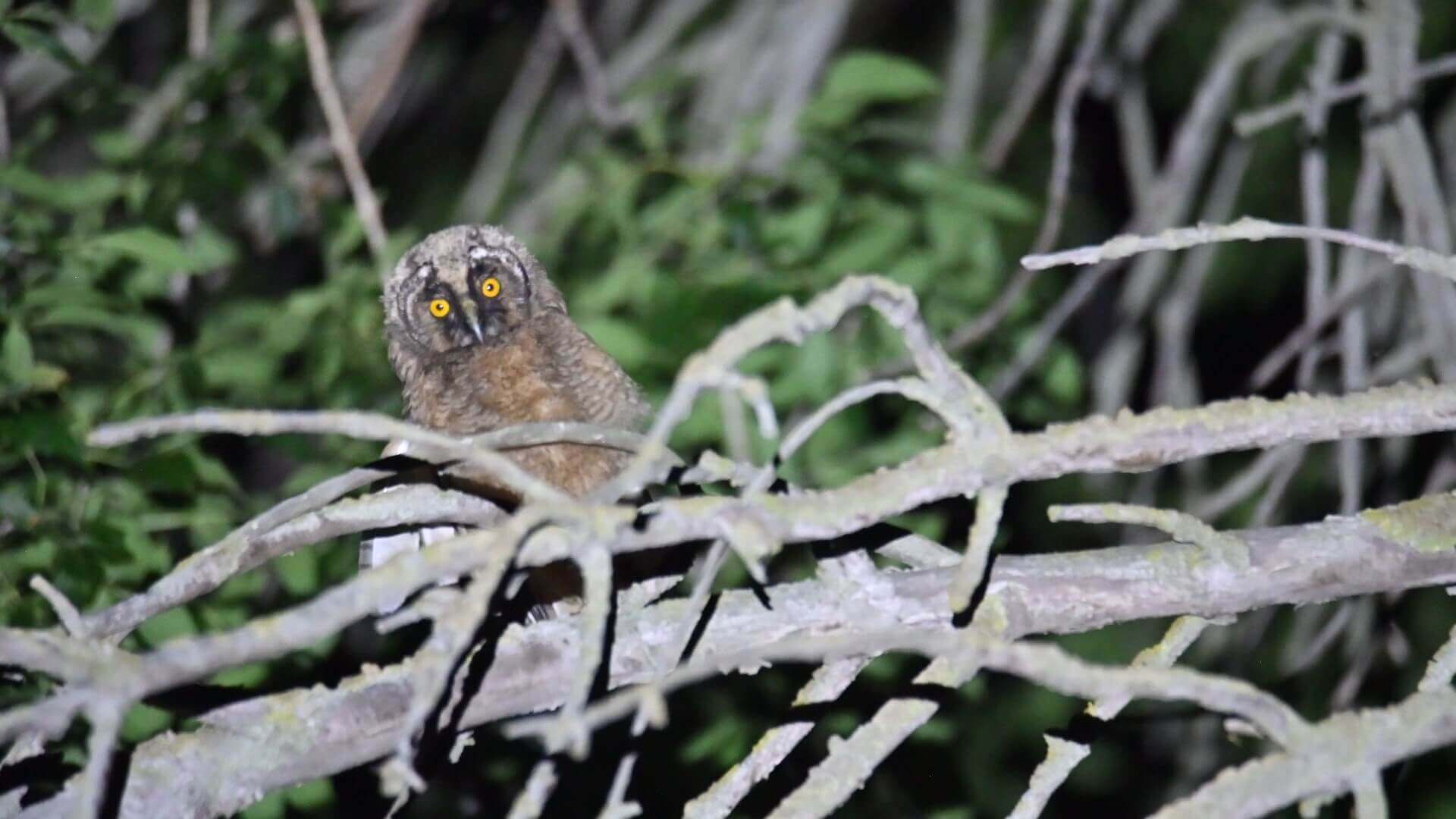 СЛЁТОК УШАСТОЙ СОВЫ_Moment