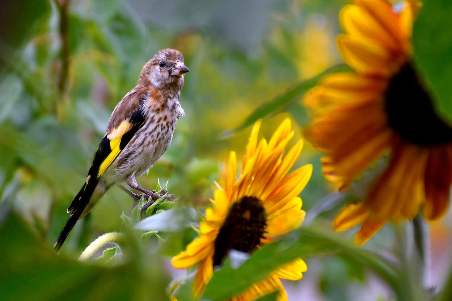 Шафрановый вьюрок. Выступающая птица. Пуффин птица. Краснокрылый дрозд. Вьюрок в астрахани.