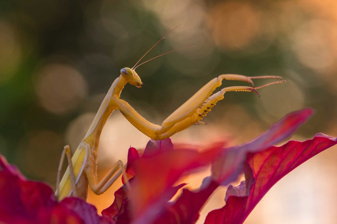 Паньков. Ирисовый богомол