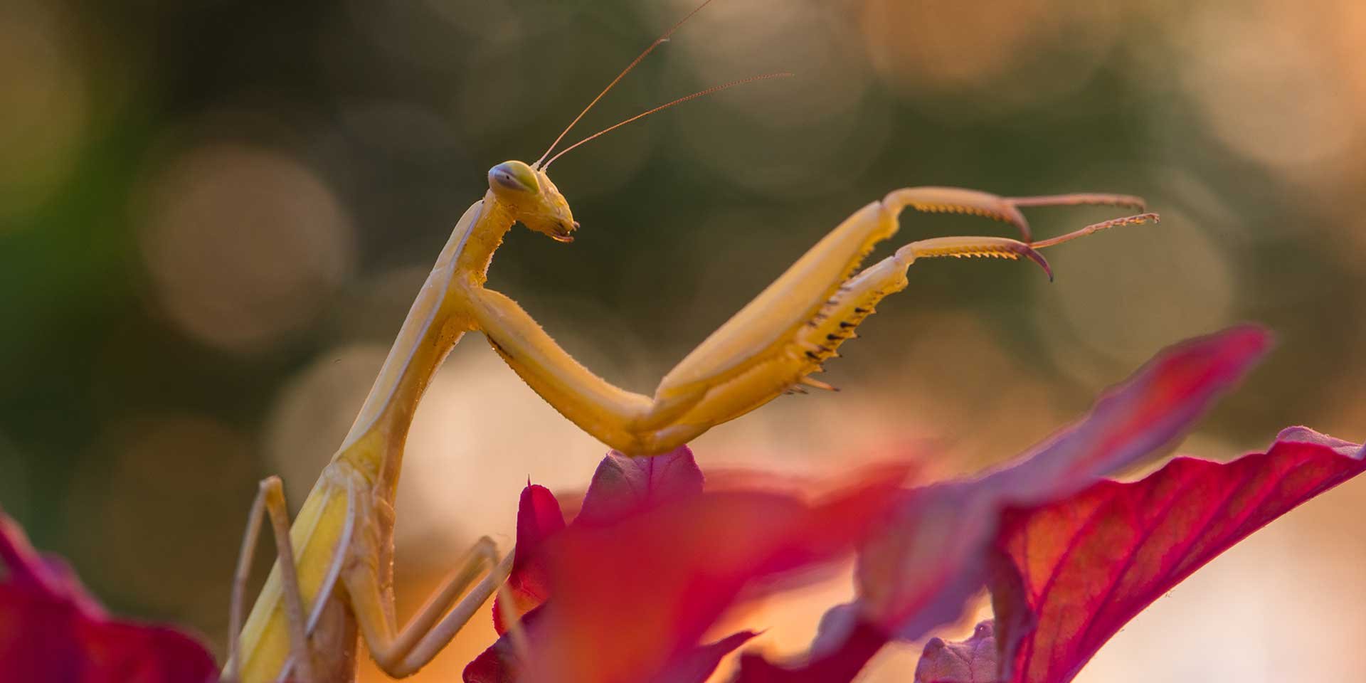 Паньков. Ирисовый богомол