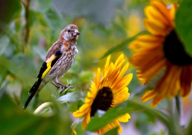 Молодой черноголовый щегол, Алёна Рыжова