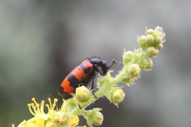 Нарывник изменчивый, Станислав Шинкаренко