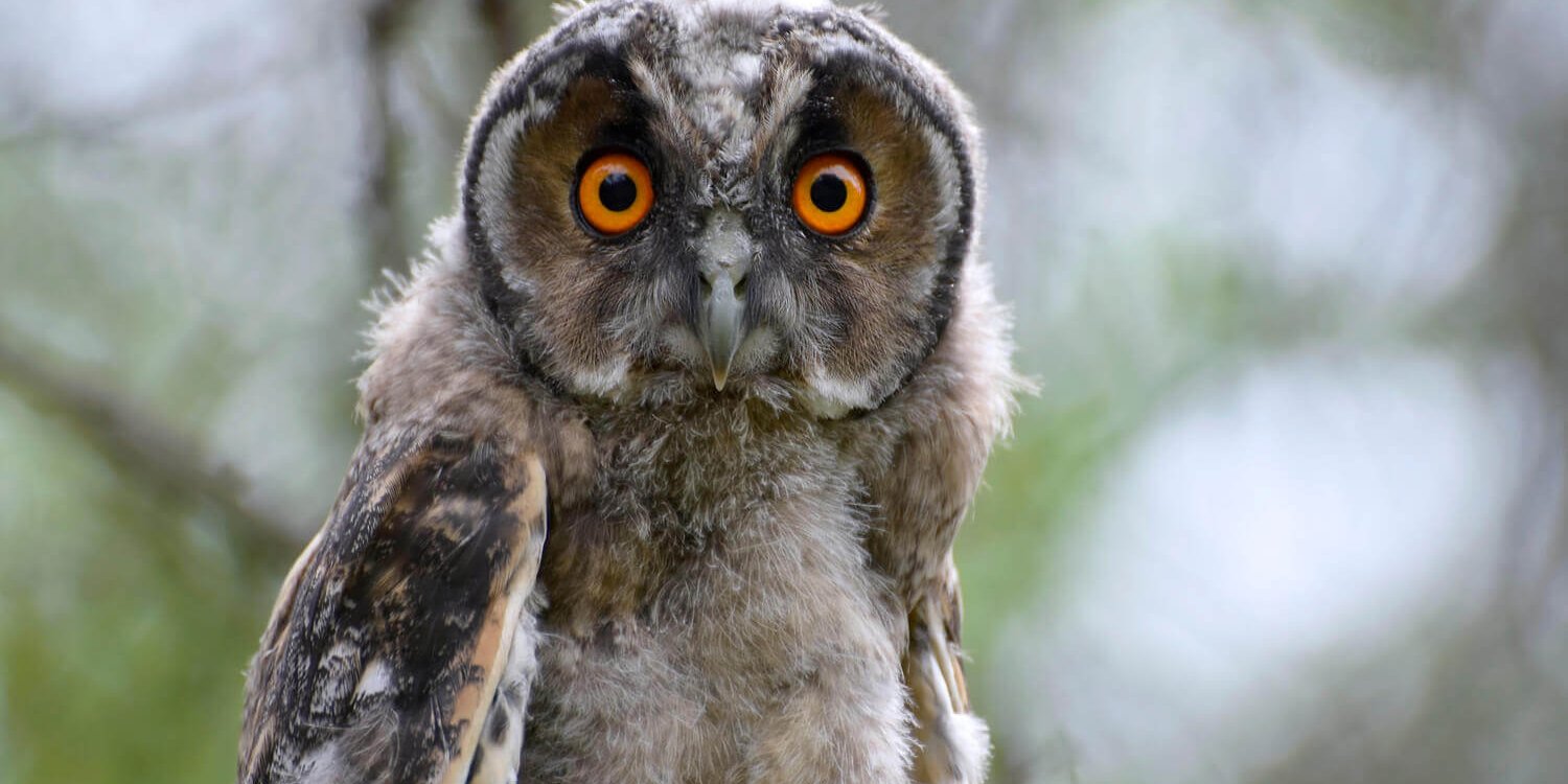 Сова, Алёна Рыжова