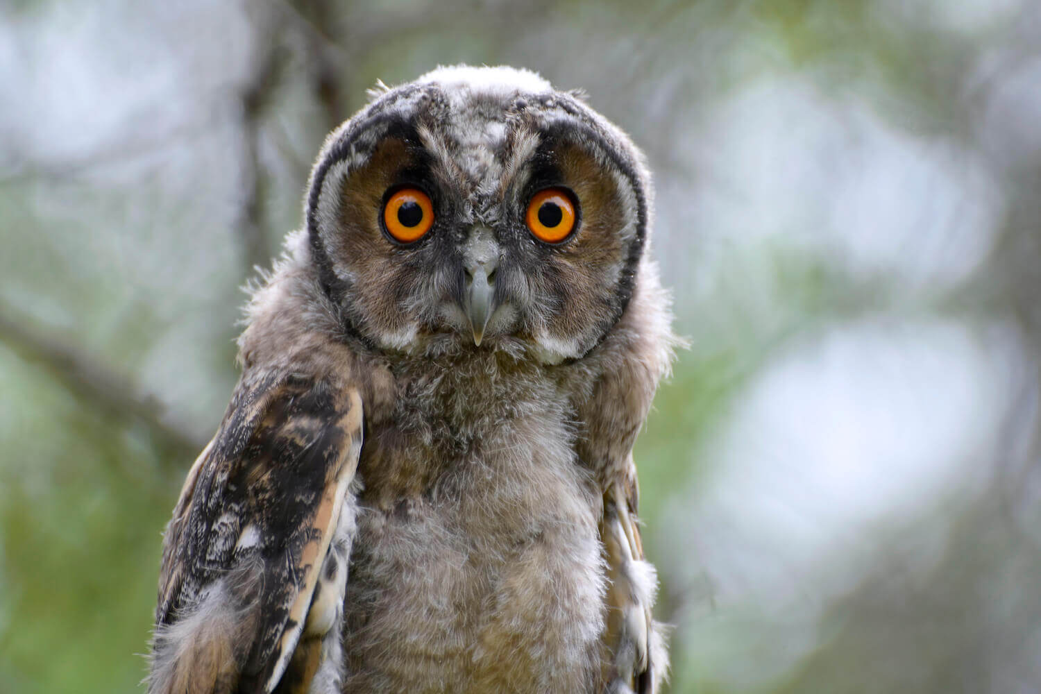 Сова, Алёна Рыжова