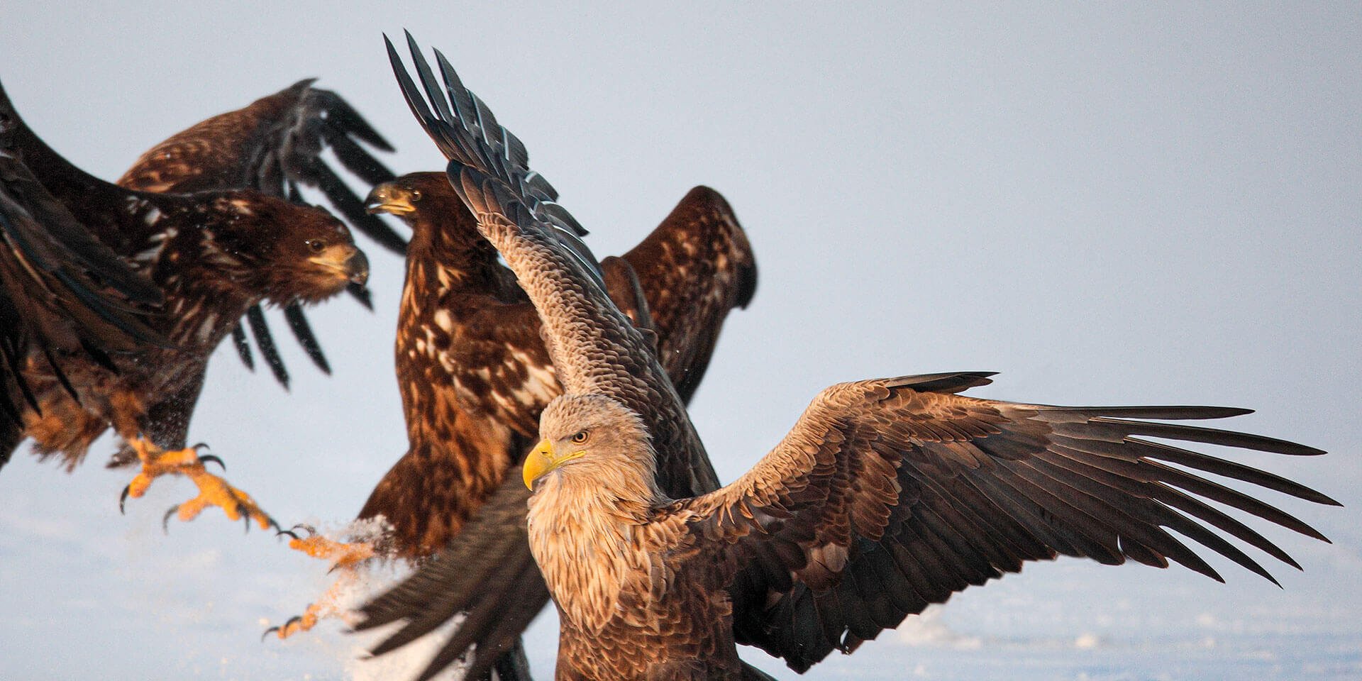 Евгений Полонский_Орланы на снегу