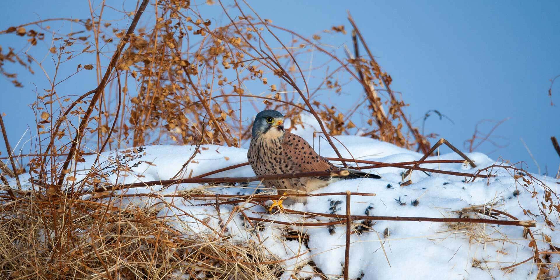 Евгений Полонский_Пустельга