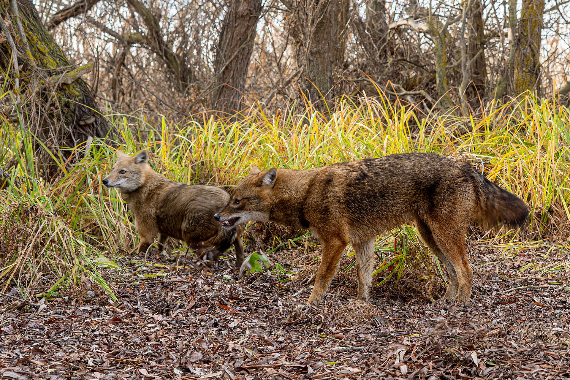    Canis adustus