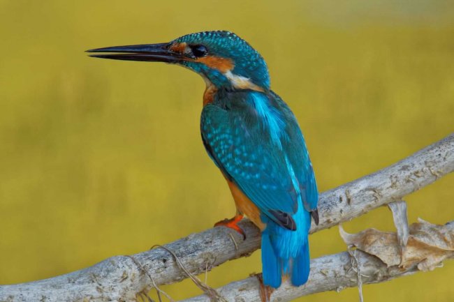 Антон Юзбашев (16)