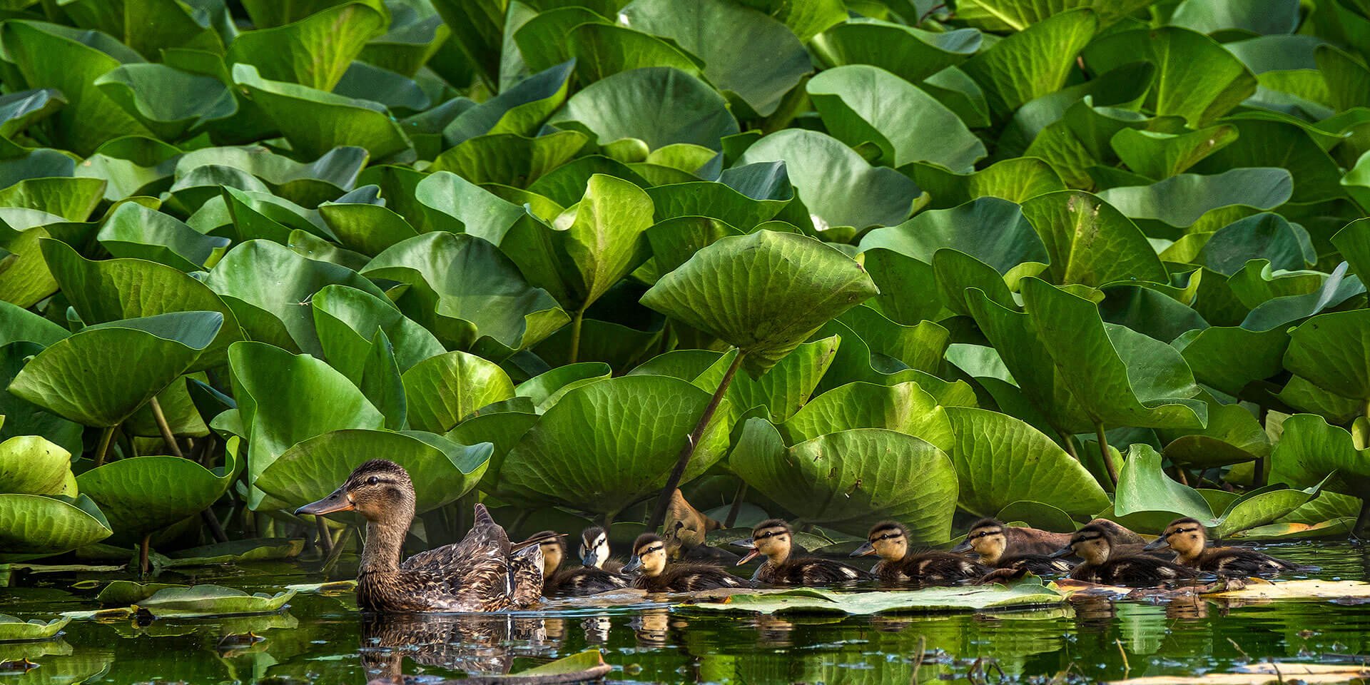 Кряква (Anas platyrhynchos)