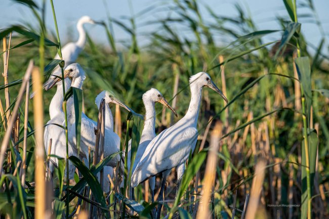 Колпица (Platalea leucorodia)олпицы