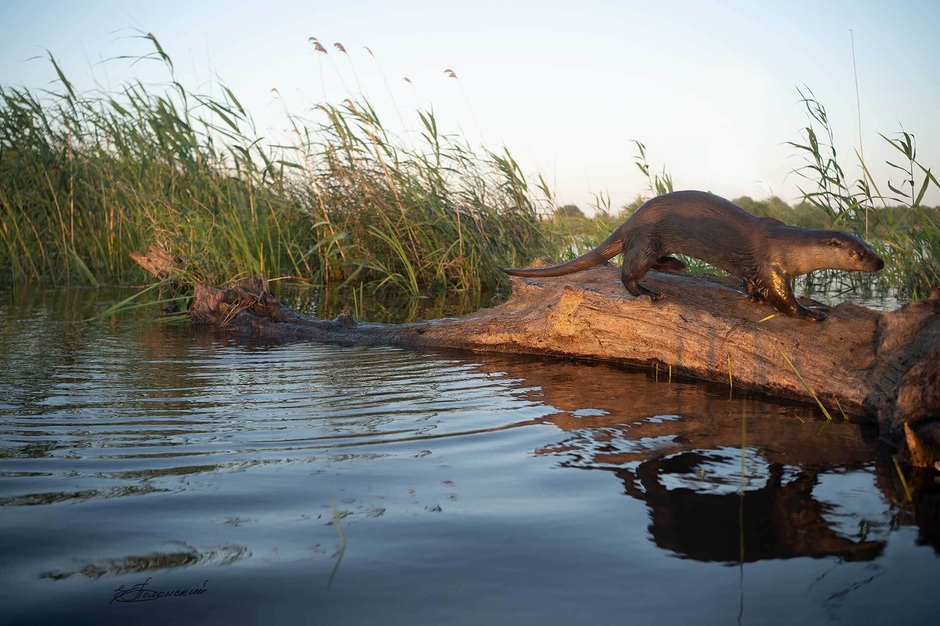 Выдра (Lutra lutra)