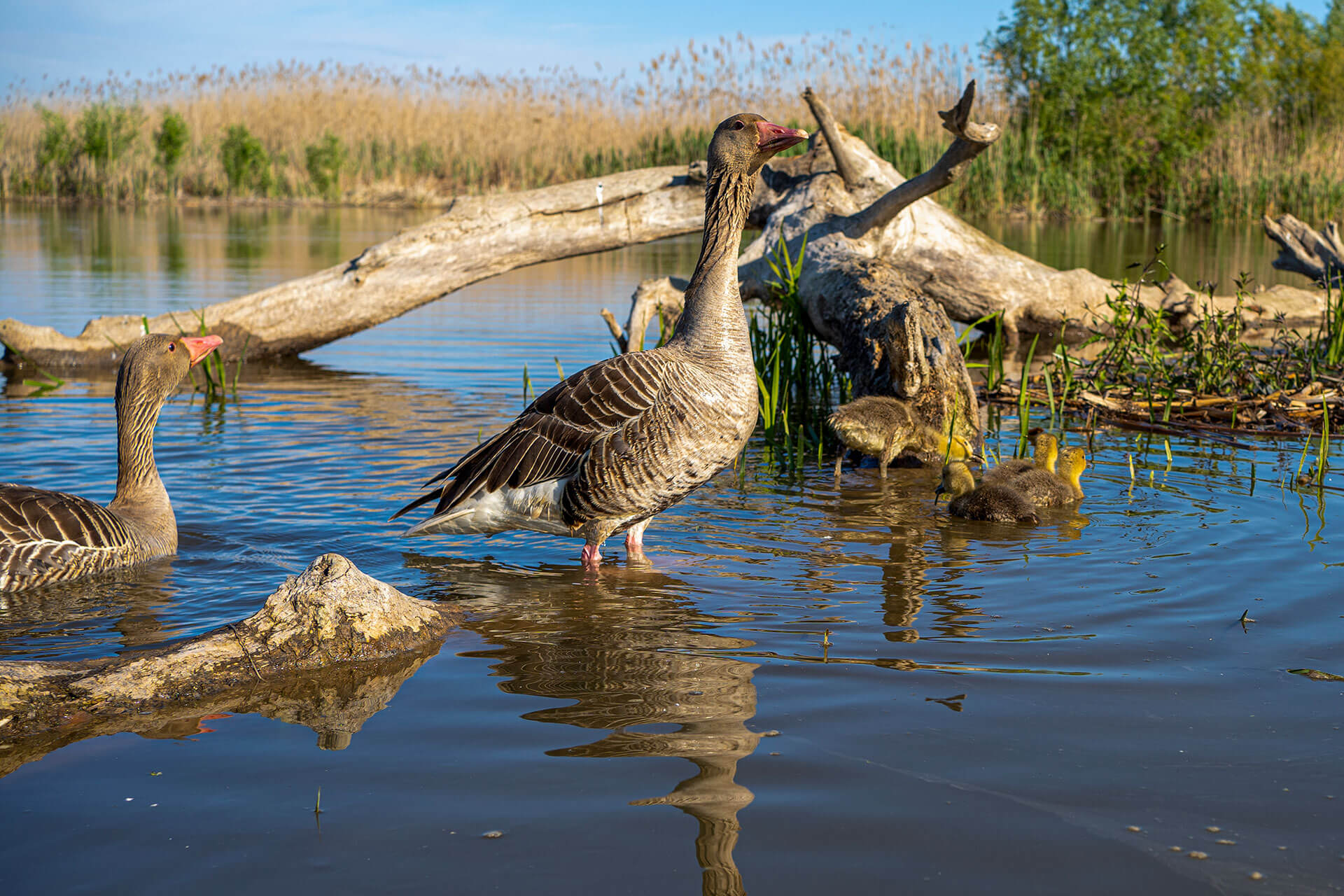 Серый гусь (Anser anser)