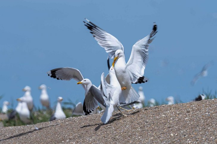 Хохотунья (Larus cachinnans)