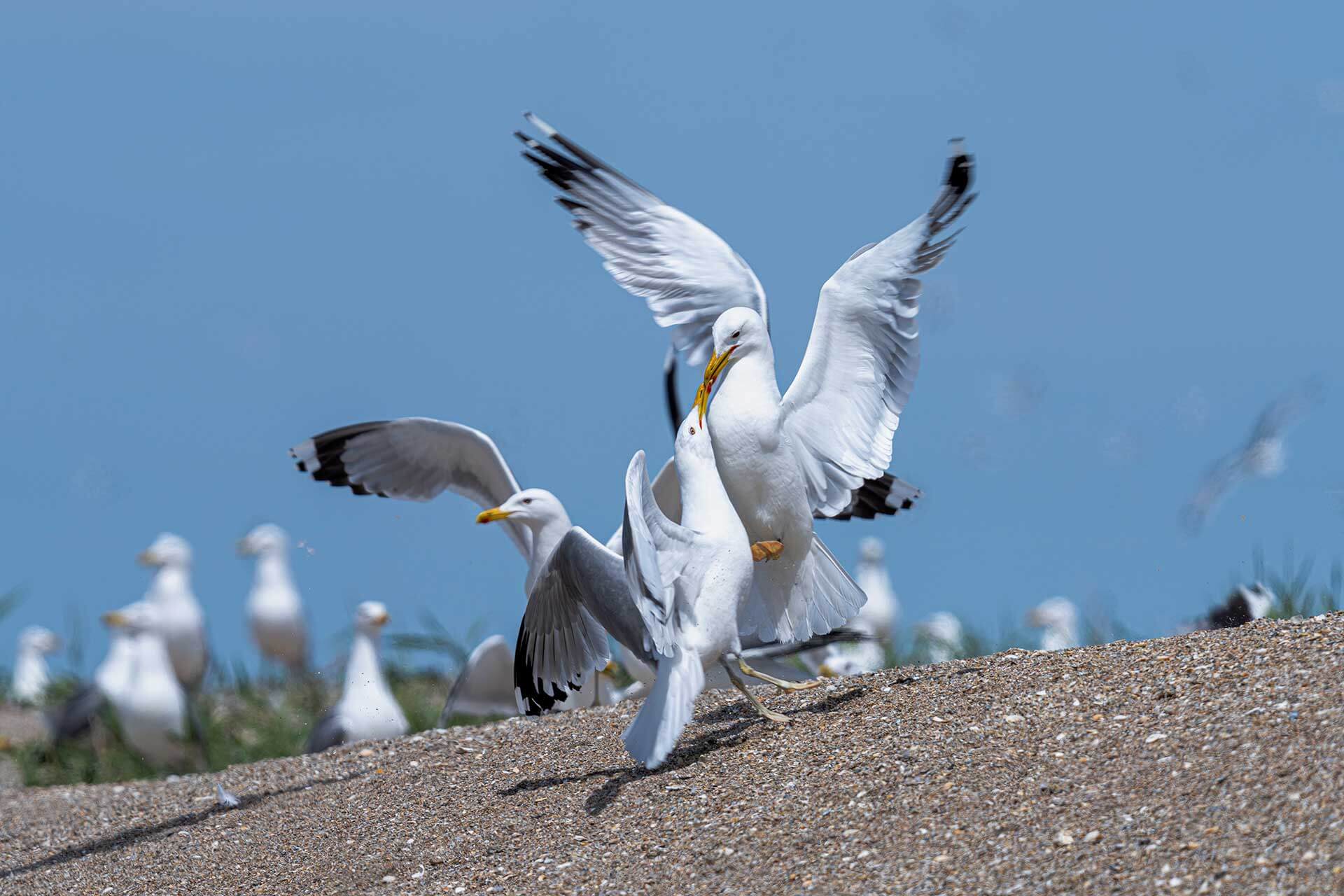 Хохотунья (Larus cachinnans)