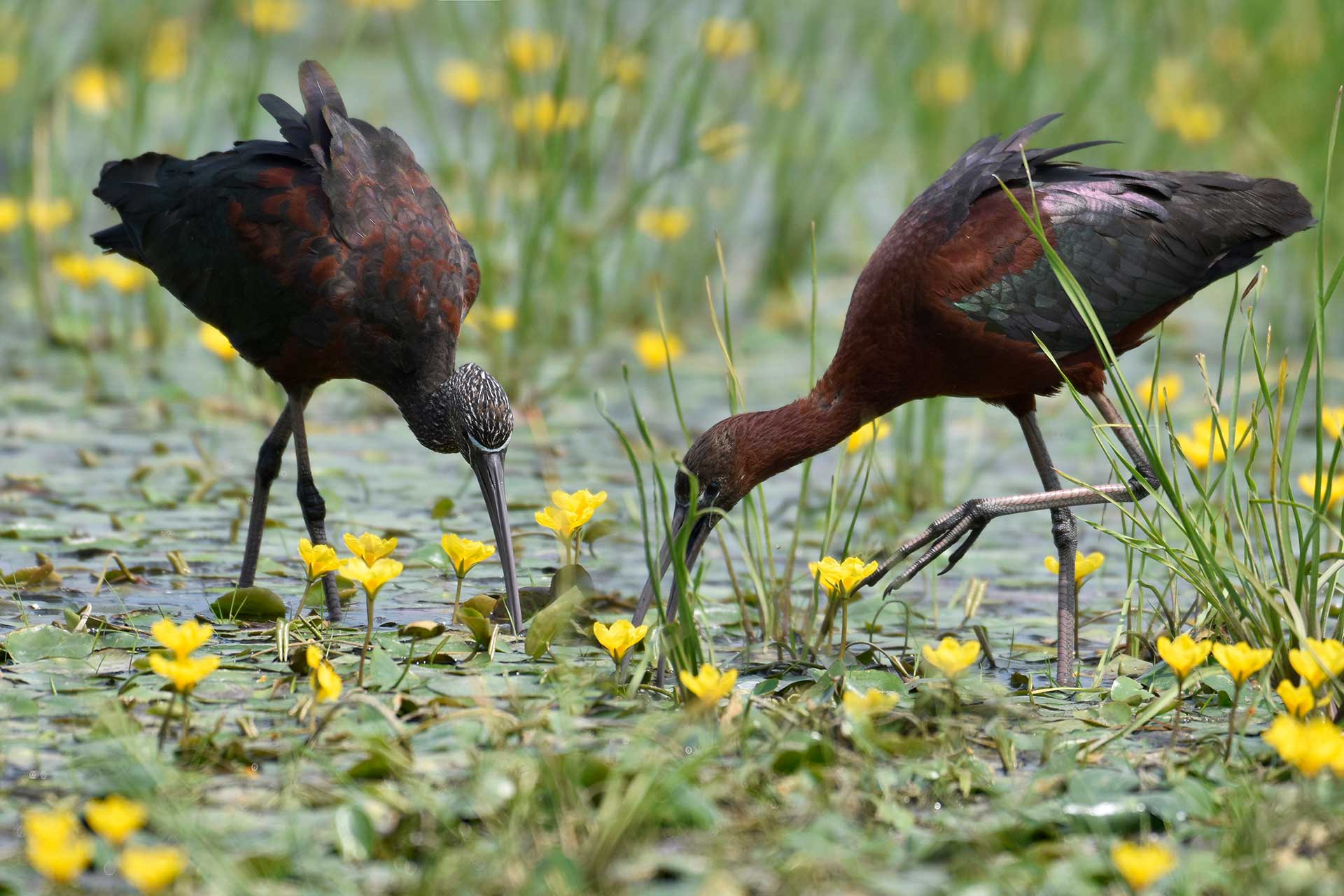 Каравайка (Plegadis falcinellus)