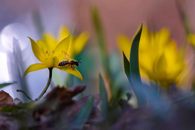 Тюльпан Биберштейна (Tulipa biebersteiniana)