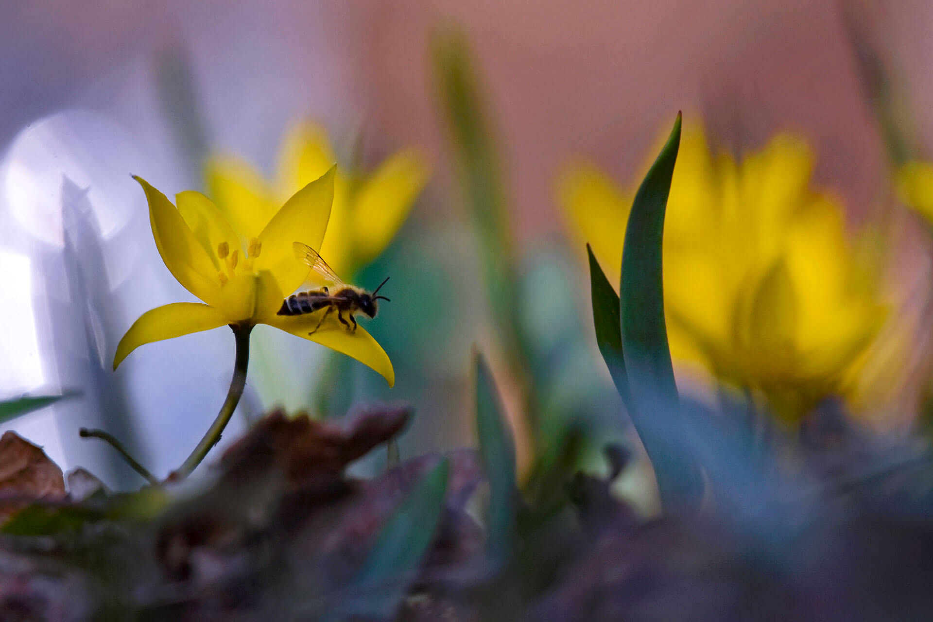 Тюльпан Биберштейна (Tulipa biebersteiniana)