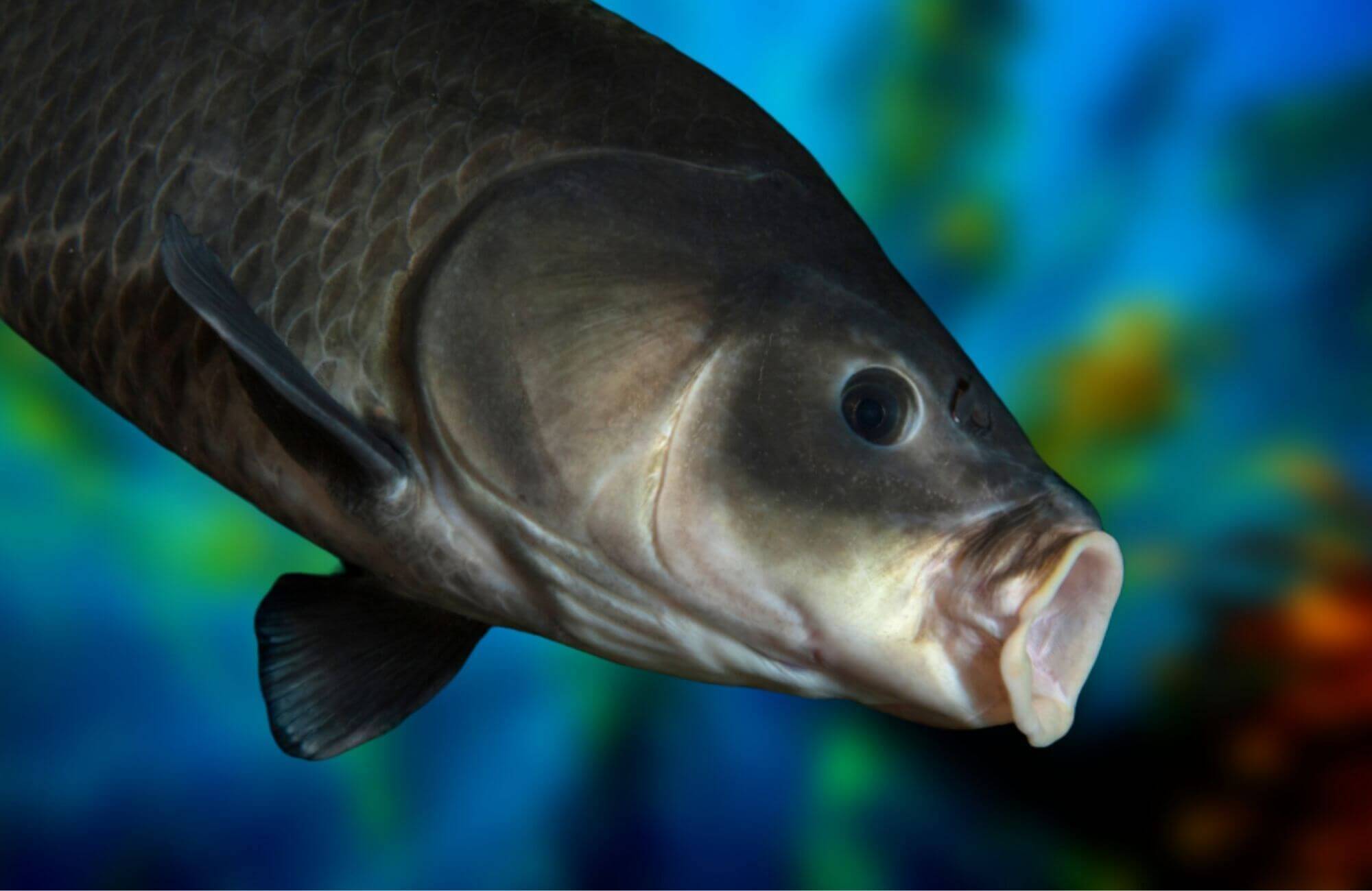 О ЧЁМ МОЛЧАТ РЫБЫ