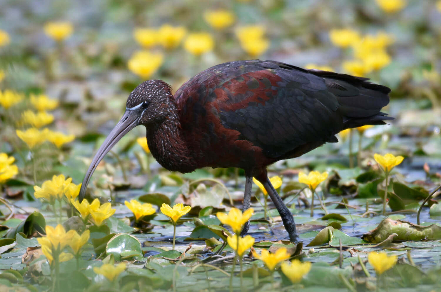 Каравайка, Алёна Рыжова