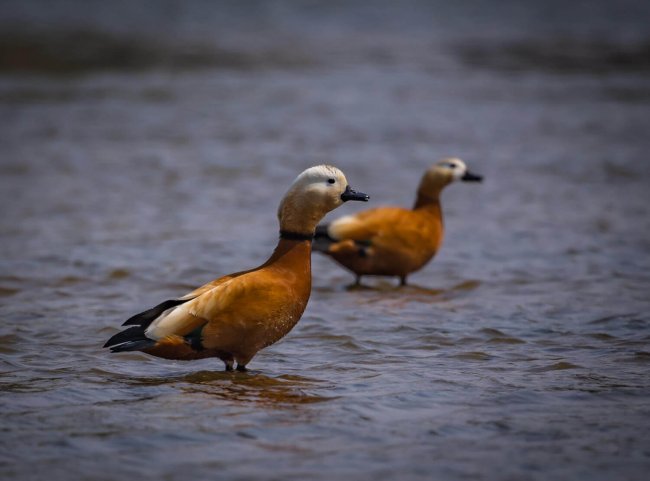 Огари, Дмитрий Власов