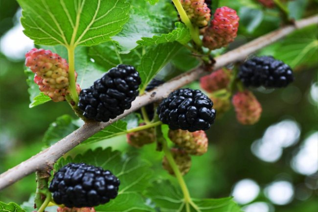 Шелковица белая АВ