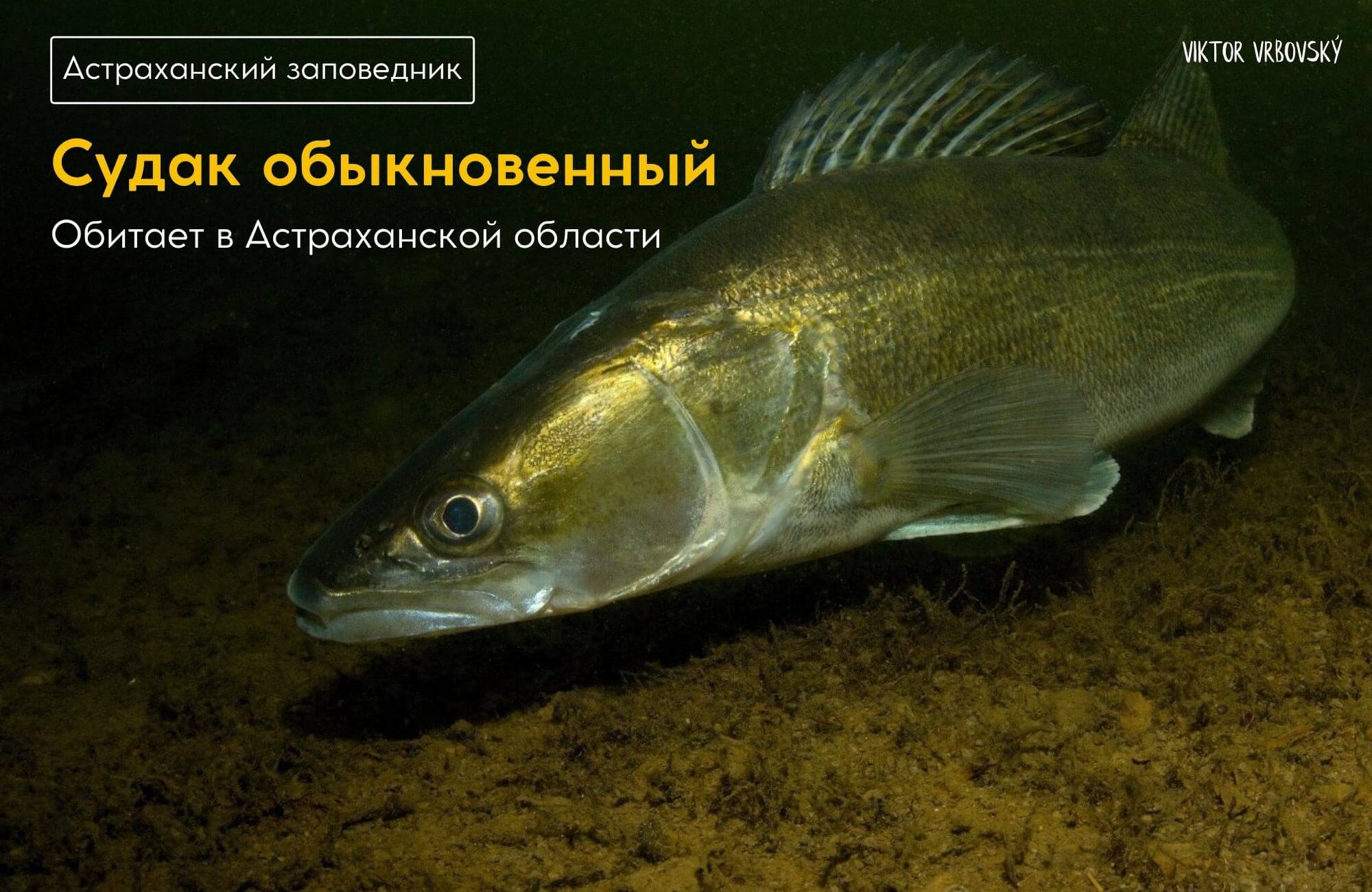Рыбы рек ростовской области
