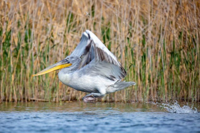 Кудрявый пеликан, Евгений Полонский
