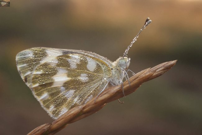 5 Рапсовая белянка Станислав Шинкаренко