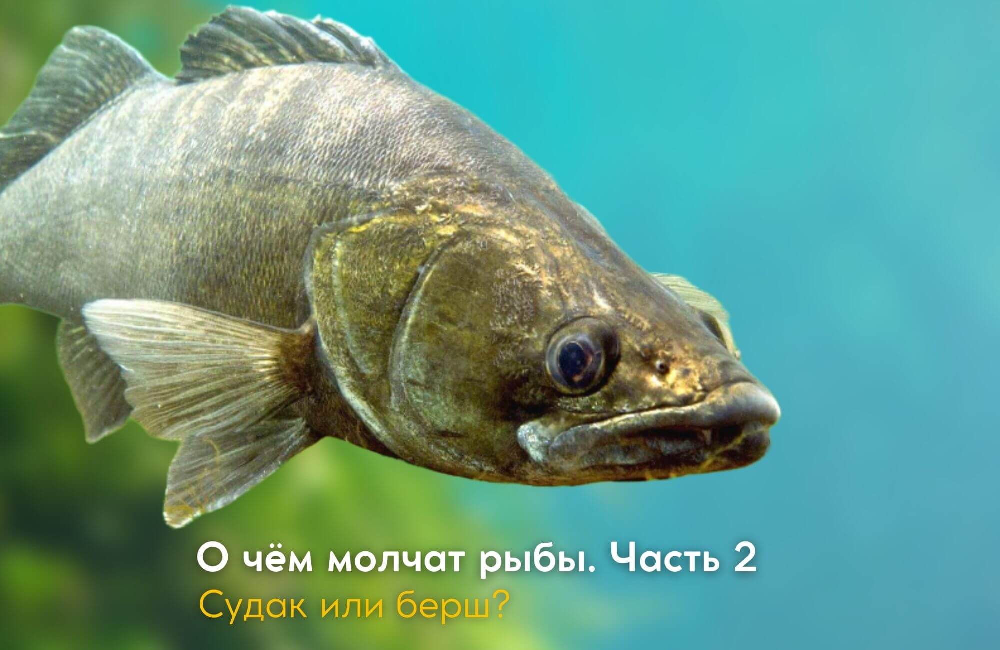 О ЧЁМ МОЛЧАТ РЫБЫ