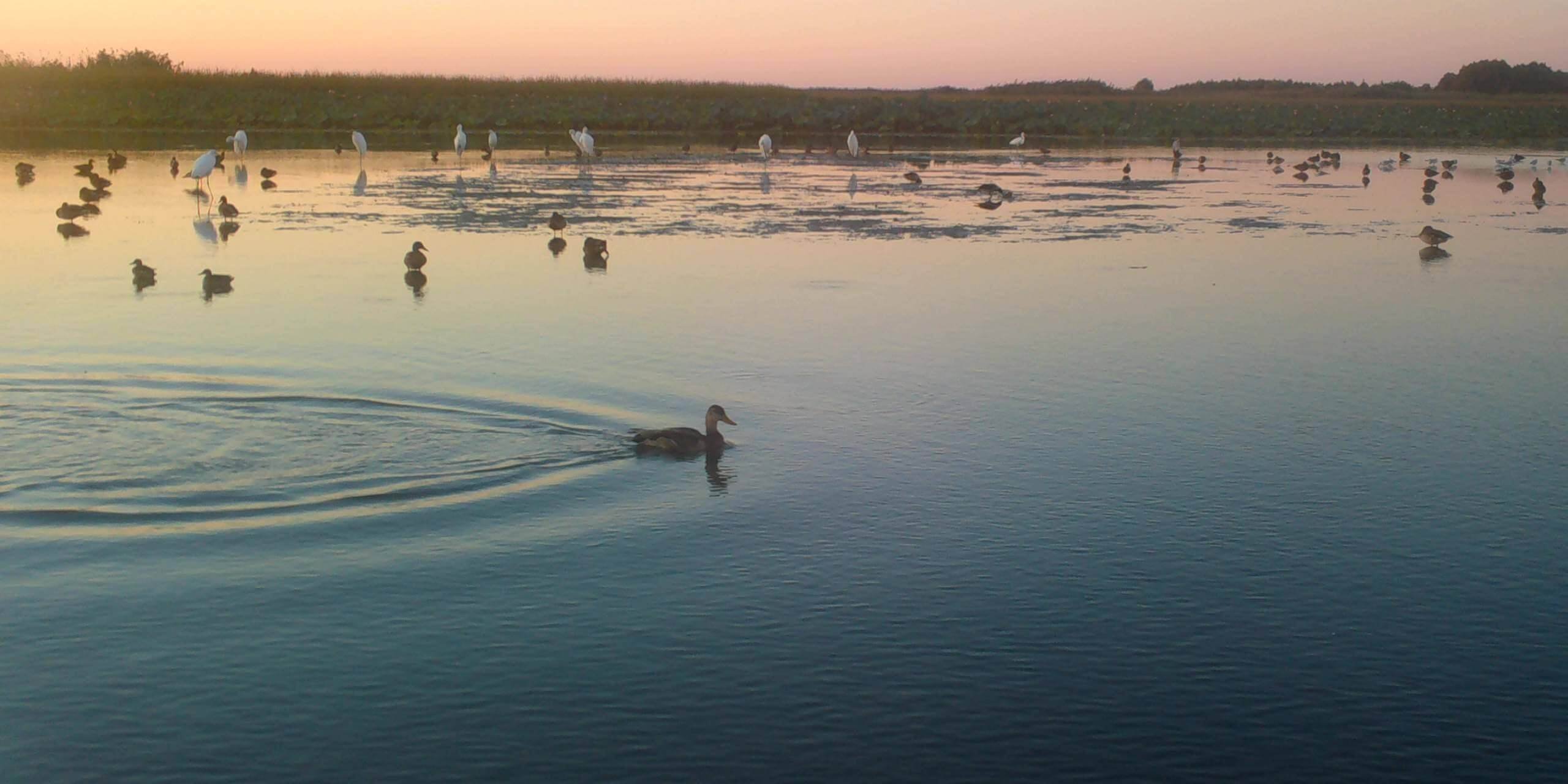 Скопление птиц у Тургановской вышки, Евгений Полонский_Moment