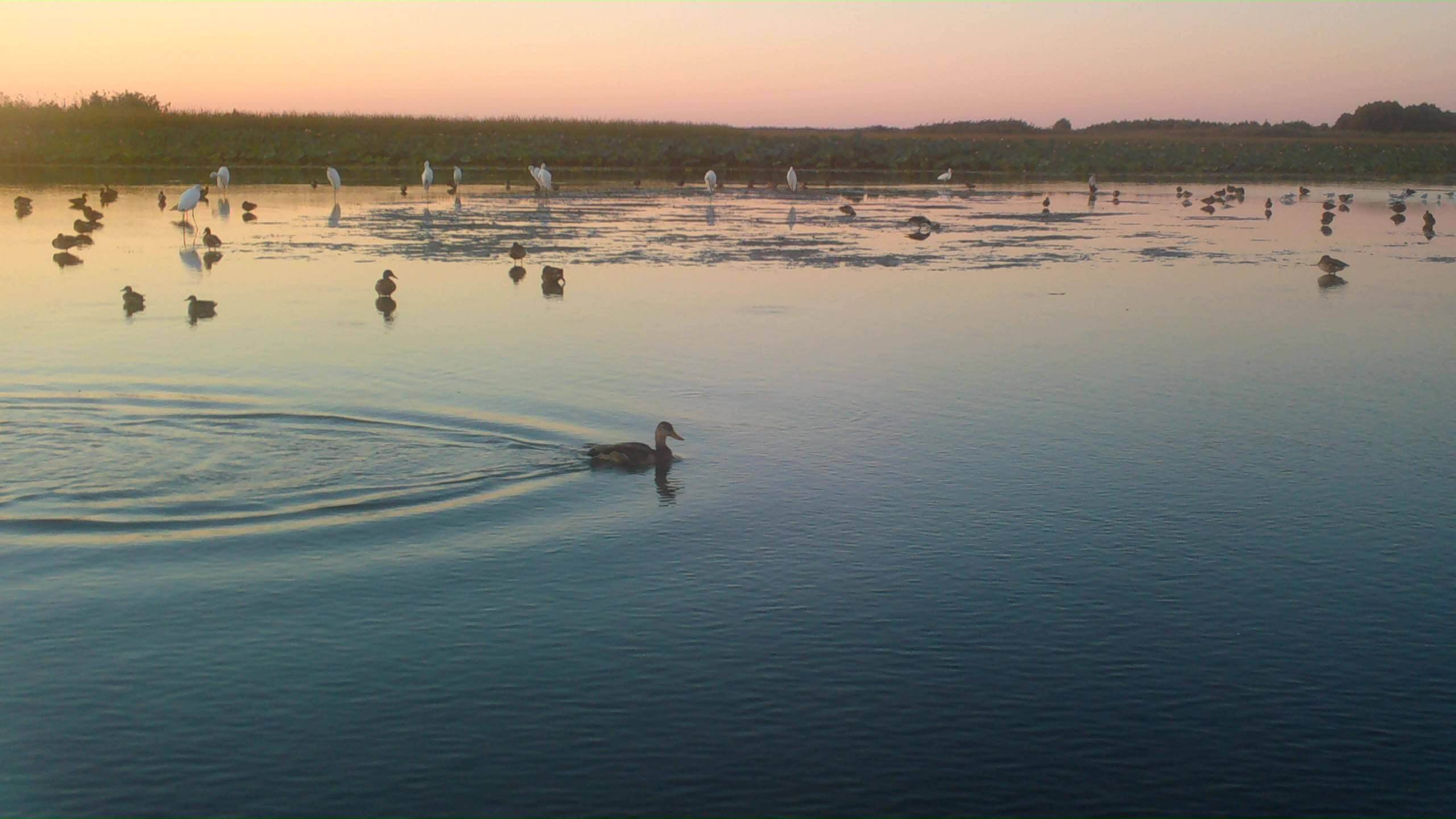 Скопление птиц у Тургановской вышки, Евгений Полонский_Moment
