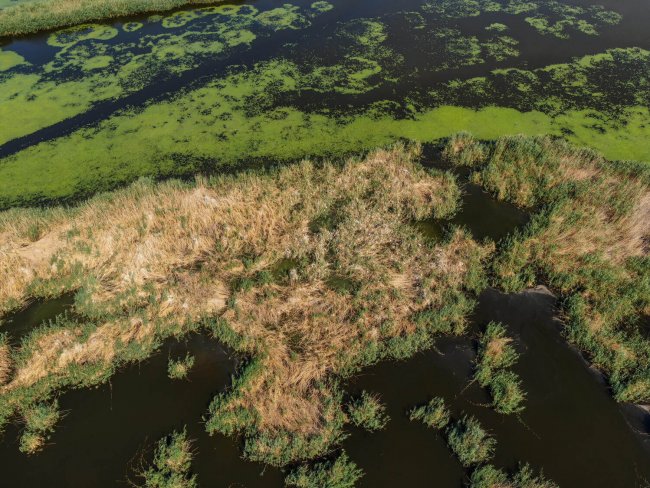 Смешанная колония больших белых, серых, рыжих цапель и караваек