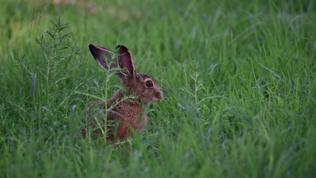 заяц русак_Moment