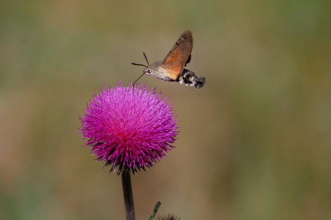 Macroglossum stellatarum – Языкан обыкновенный С. Шинкаренко_подкрашено