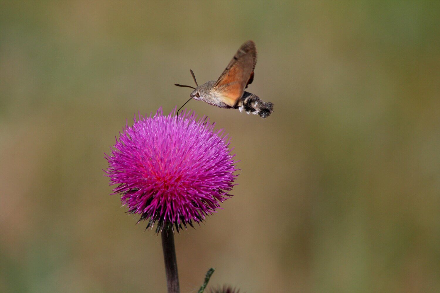 Macroglossum stellatarum – Языкан обыкновенный С. Шинкаренко_подкрашено