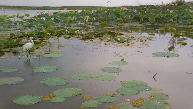 Малая белая цапля на листе лотоса, Евгений Полонский_Moment