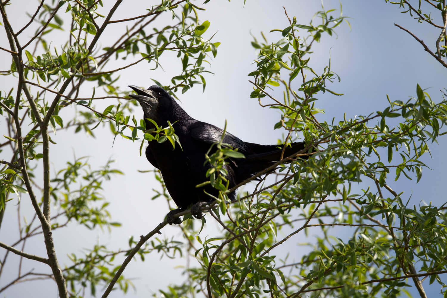 Грач, Евгений Полонский