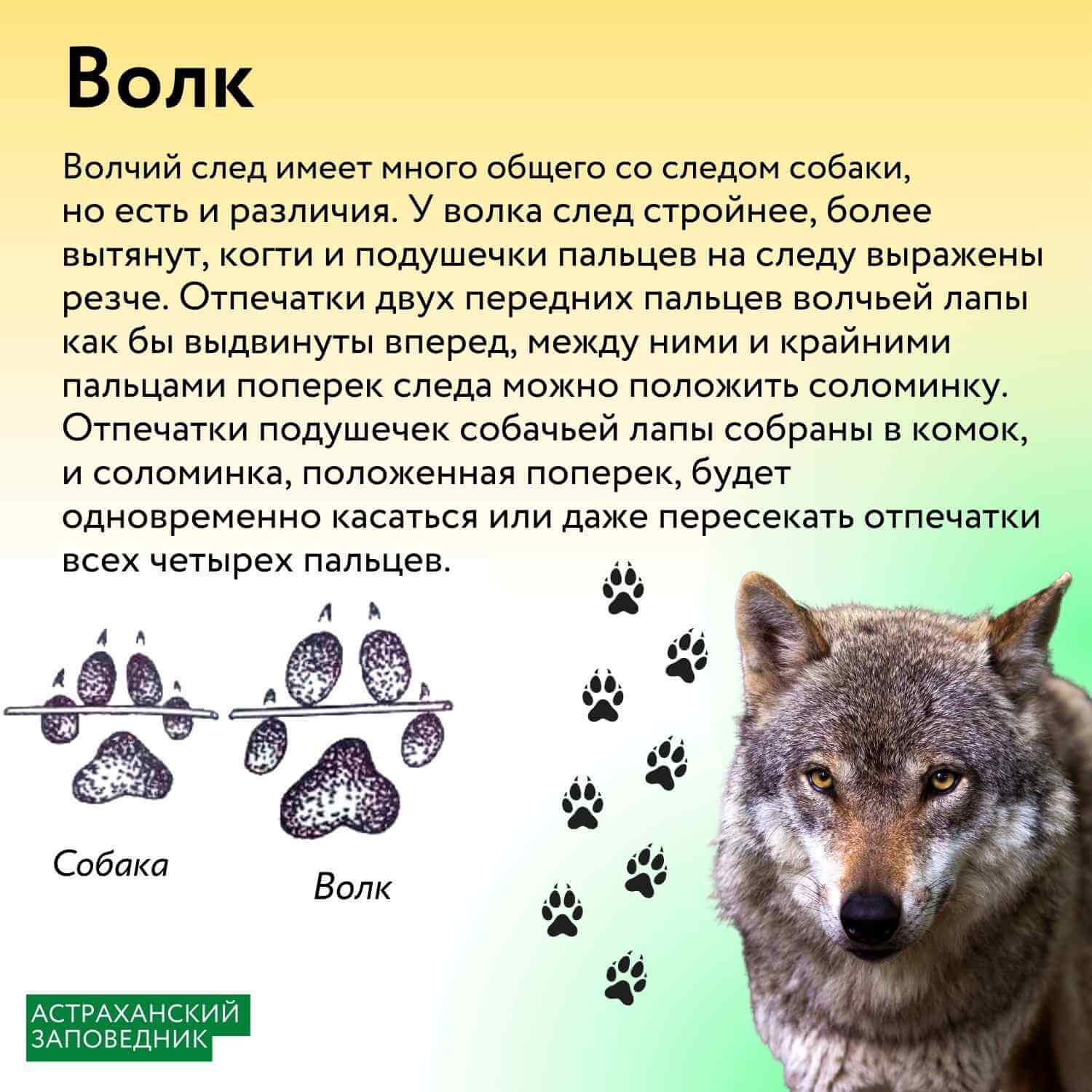 Инфографика: следы млекопитающих – Астраханский биосферный заповедник
