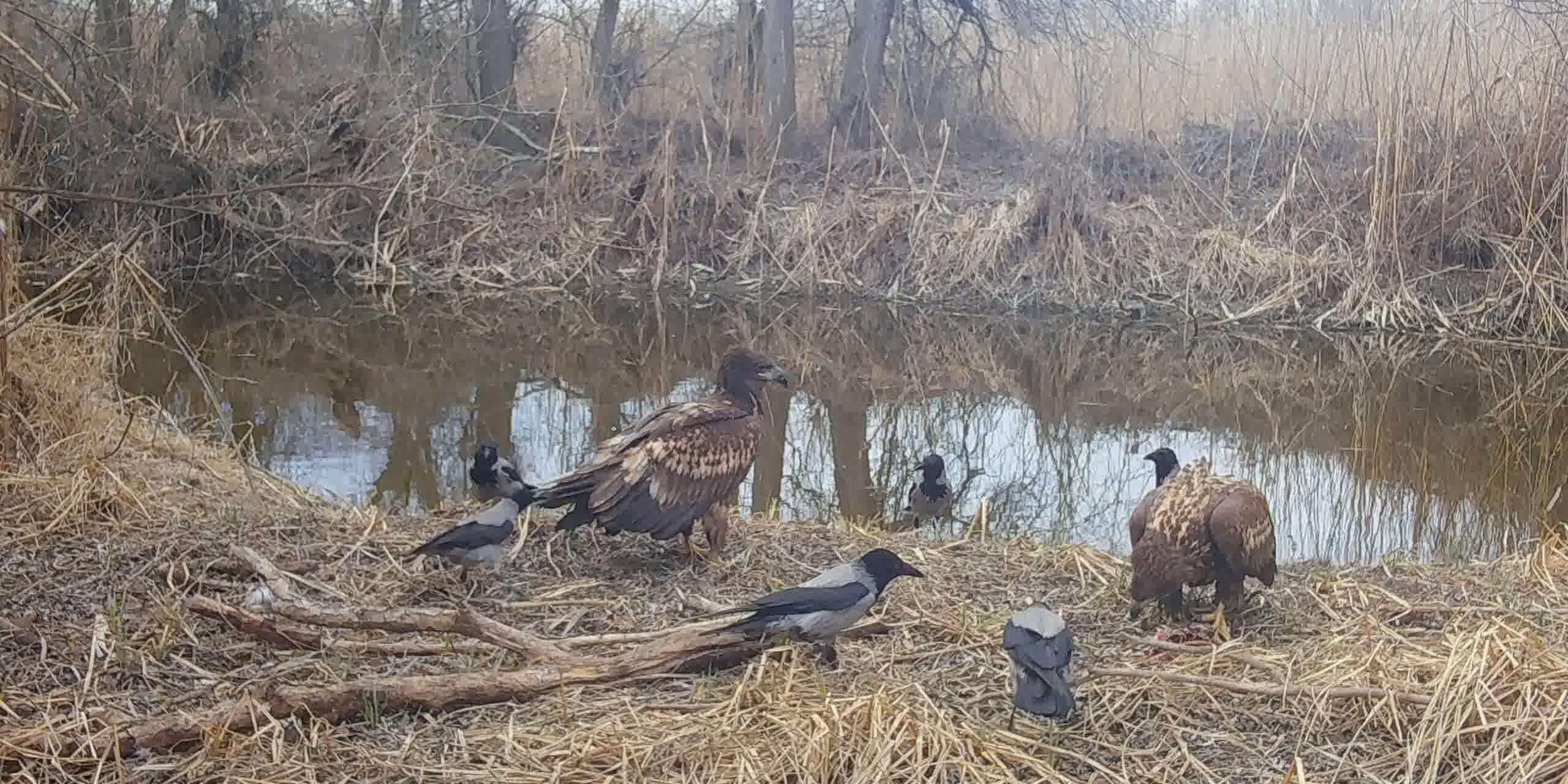 Вороны отбирают добычу у орлана-белохвоста, Евгений Полонский_Moment