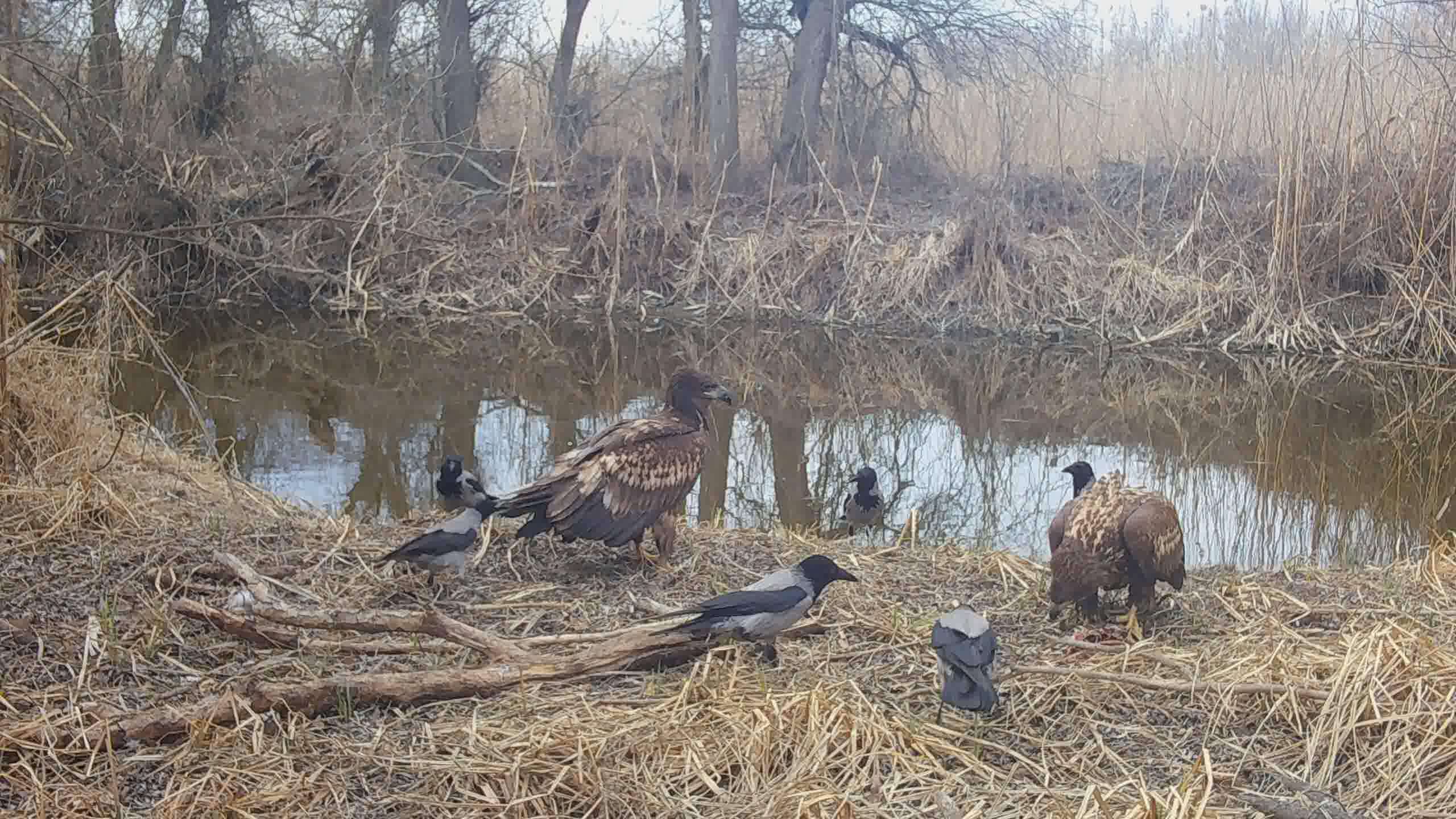 Вороны отбирают добычу у орлана-белохвоста, Евгений Полонский_Moment