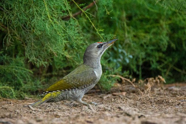 Стрелков_DSC_6381